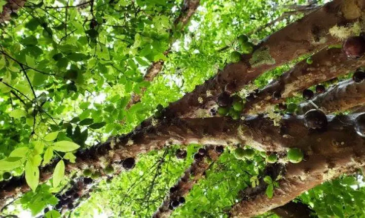 Jardim Botânico da UFJF libera colheita gratuita de jabuticaba para os visitantes