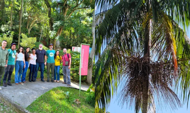 Jardim Botânico de Juiz de Fora recebe oficina gratuita de plantio e produção da palmeira-juçara