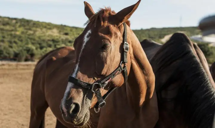 Juiz de Fora abre edital para adoção responsável de cavalos e animais de grande porte