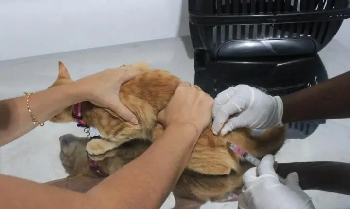 Juiz de Fora inicia vacinação antirrábica para cães e gatos na zona rural