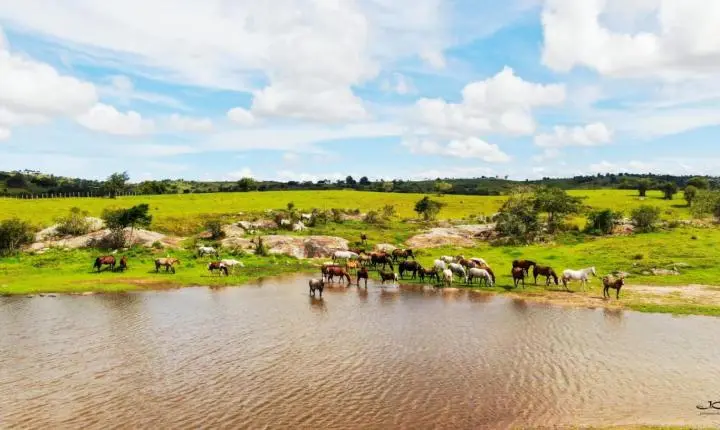 Juiz de Fora sedia formatura de programa inédito de qualificação na equideocultura