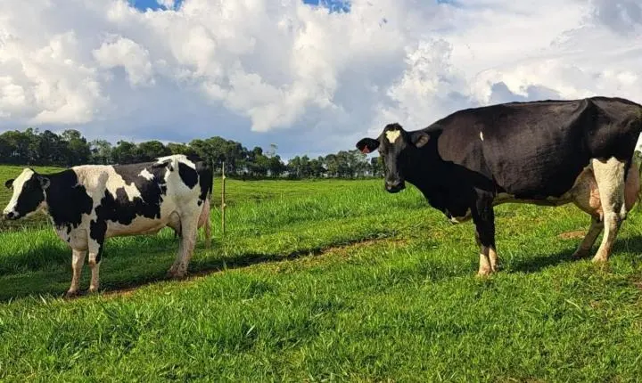 Mar de Espanha recebe Dia de Campo de Bovinocultura de Leite nesta sexta-feira