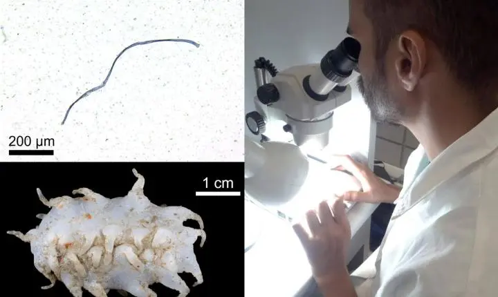 Microplásticos e poluentes persistentes estão presentes mesmo em águas profundas do Brasil