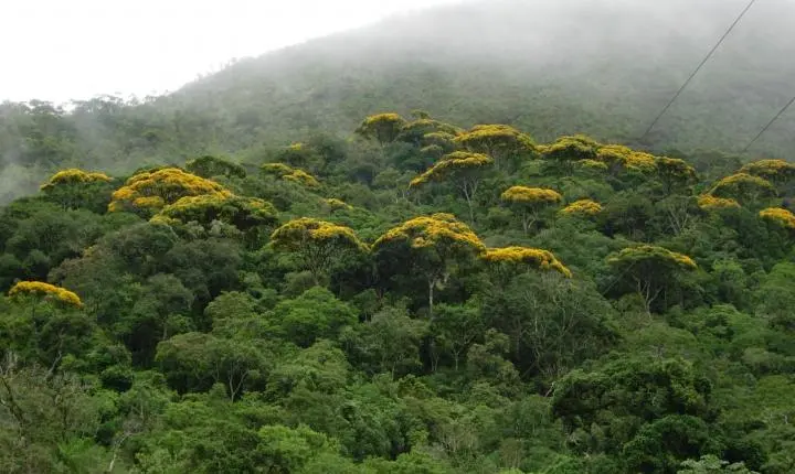 Minas abre Semana do Meio Ambiente com plataforma de restauração de R$ 41 milhões e ações climáticas municipais