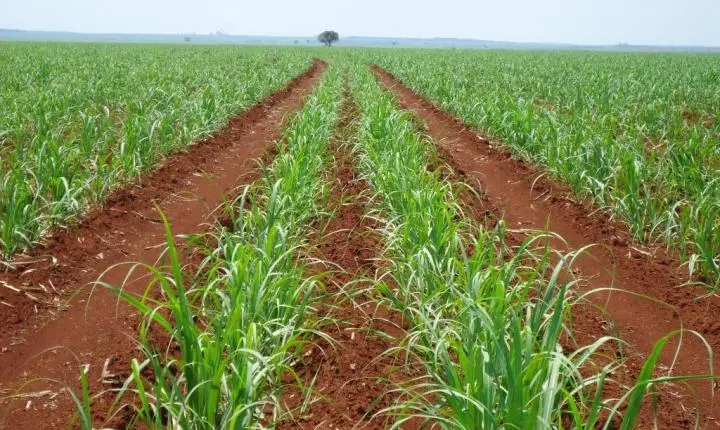 Minas Gerais projeta safra recorde de 82,6 milhões de toneladas de cana-de-açúcar