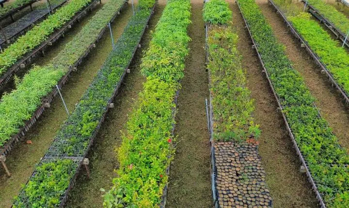 Minas supera meta de plantio de mudas e fortalece recuperação da Mata Atlântica