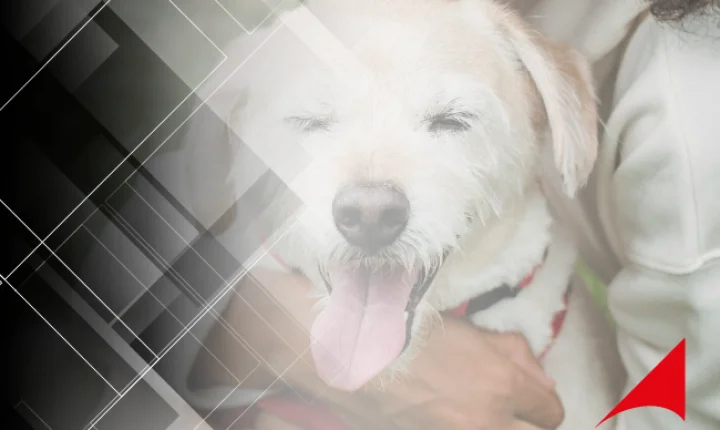 Muriaé apresenta ao MPMG novas ações para a proteção animal em Muriaé