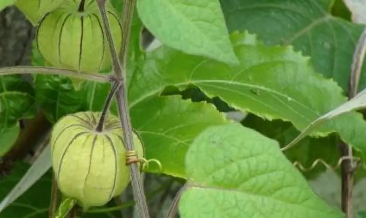 Nova rede nacional busca transformar a biodiversidade brasileira em inovação para saúde e alimentação