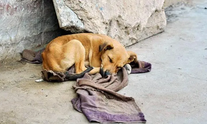 Novas leis reforçam proteção a animais comunitários e alteram destinação de multas em Juiz de Fora