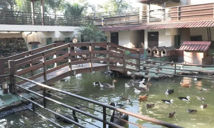 Operação contra tráfico digital de animais apreende 160 espécies e prende suspeito em MG