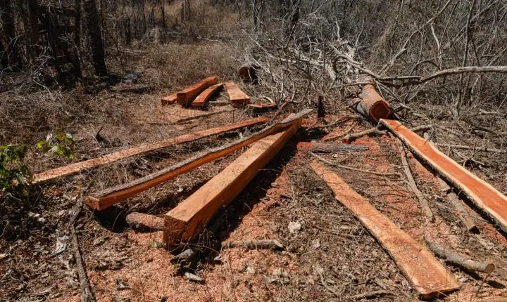 Operação Mata Atlântica em Pé 2026 autua mais de 3 mil hectares de desmatamento ilegal em Minas Gerais