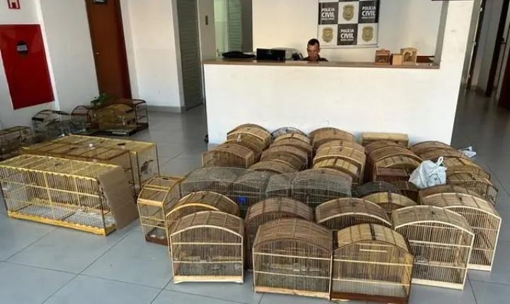 Operação prende suspeitos de tráfico de aves silvestres na Zona da Mata de MG