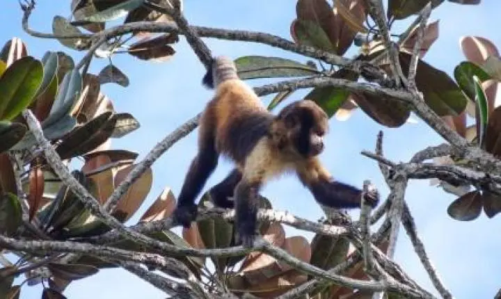 ‘Paisagem do medo’ faz macacos e elefantes restringirem rotas para evitar caçadores