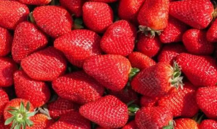 Peptídeo isolado de rã do Cerrado aumenta a durabilidade do morango