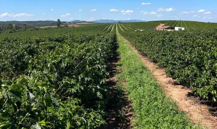 Pesquisa aponta redução de até 63,2% da cercosporiose em cafeeiros com uso de silício