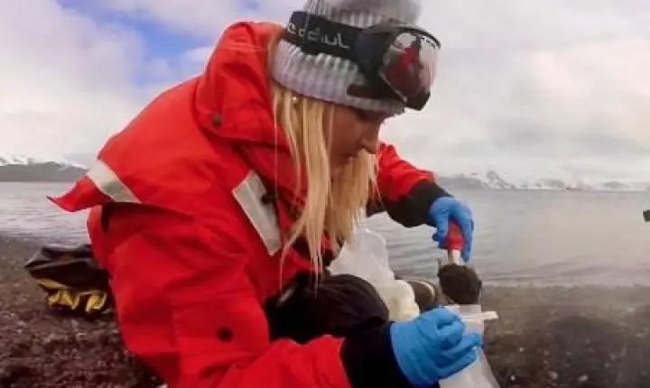 Pesquisadoras descobrem nova espécie de microrganismo adaptado a frio e calor extremos na Antártida