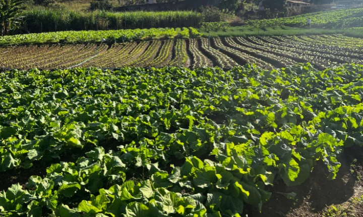PJF investe R$ 294 mil na compra de alimentos da agricultura familiar