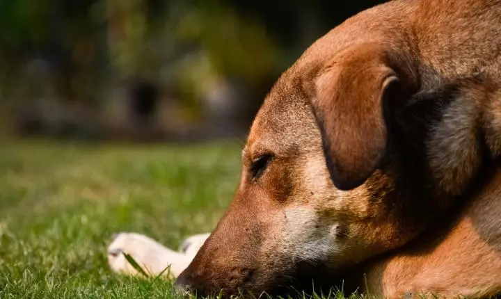 Pode dar Bravecto para cachorra que está amamentando? Descubra a verdade