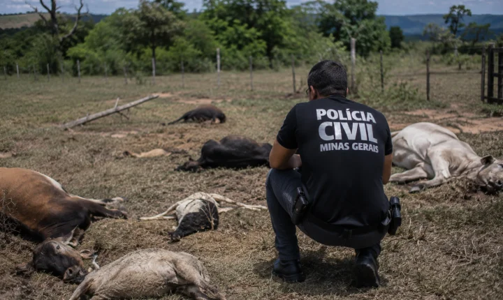 Polícia Civil instaura inquérito para investigar envenenamento de 21 cães em Congonhas