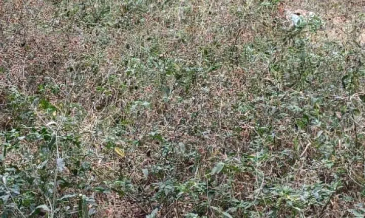 Polícia e SAMU atendem casos de agressão contra mulher, resgate em pasto e morte de criança em atropelamento