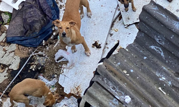Polícia resgata oito cães em situação de maus-tratos em Juiz de Fora