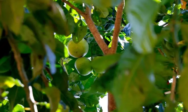 Preço do limão dispara no país após fortes chuvas afetarem a produção
