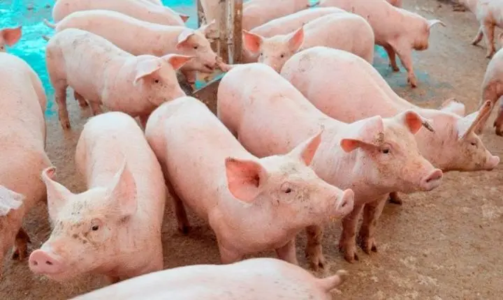 Preço do suíno cai 32% em minas e pressiona margens do setor