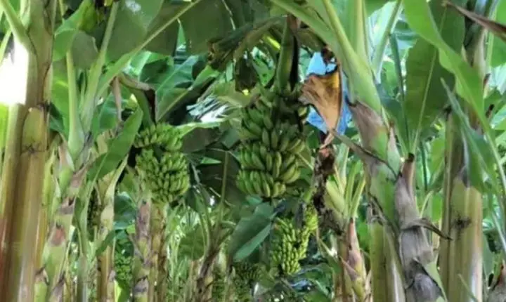 Fruticultura impulsiona a produção agrícola na Zona da Mata mineira em 2024