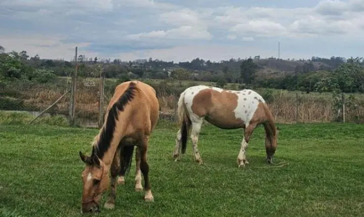 Projeto Charretour Garante Adoção Responsável de 19 Cavalos Após Fim das Charretes de Tração em Tiradentes