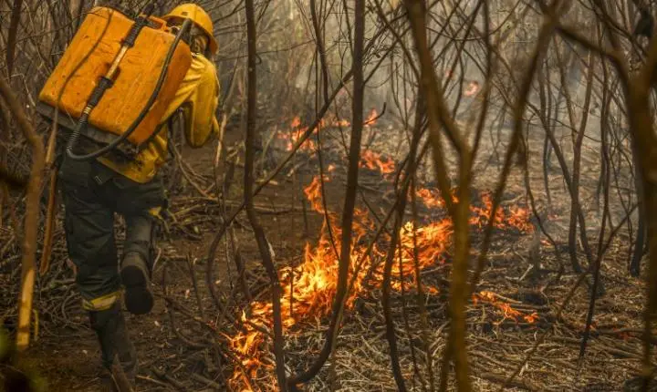 Projeto de lei institui o conceito de boi bombeiro na prevenção no Pantanal