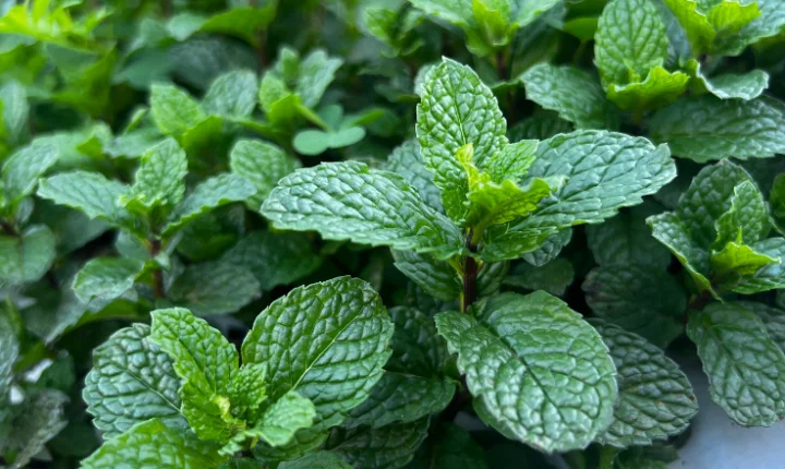 Projeto Terra Boa abre inscrições para distribuição de adubo orgânico em Juiz de Fora