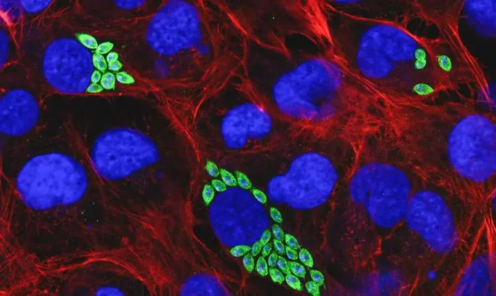Proteína pouco conhecida é potencial alvo contra a doença de Chagas