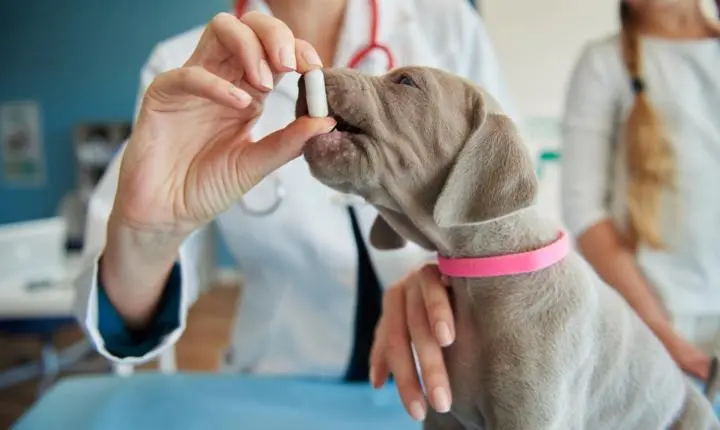 Quais vitaminas são essenciais para a saúde do seu cachorro?