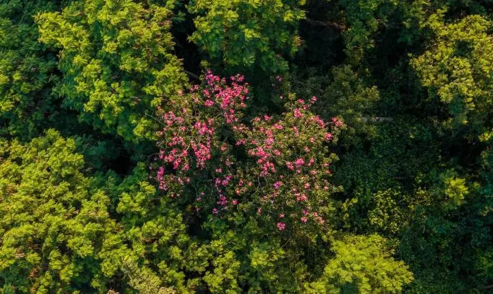 Regeneração natural de florestas ajuda a conter o avanço de espécies invasoras