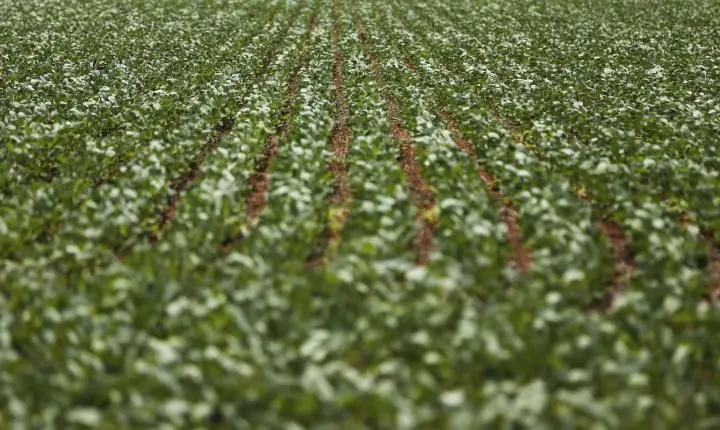 Impasse marca reunião sobre renegociação de dívidas rurais para produtores