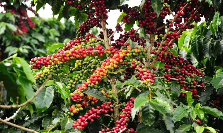 São Pedro da União sedia 2º Circuito Mineiro de Cafeicultura focado em tecnologia e produtividade