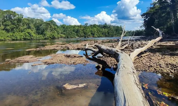 Seca e calor extremos do último El Niño antecipam ‘novo normal’ nas florestas tropicais