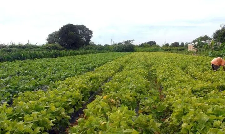 Crédito extraordinário de R$ 64,3 milhões vai apoiar indígenas e combate à fome