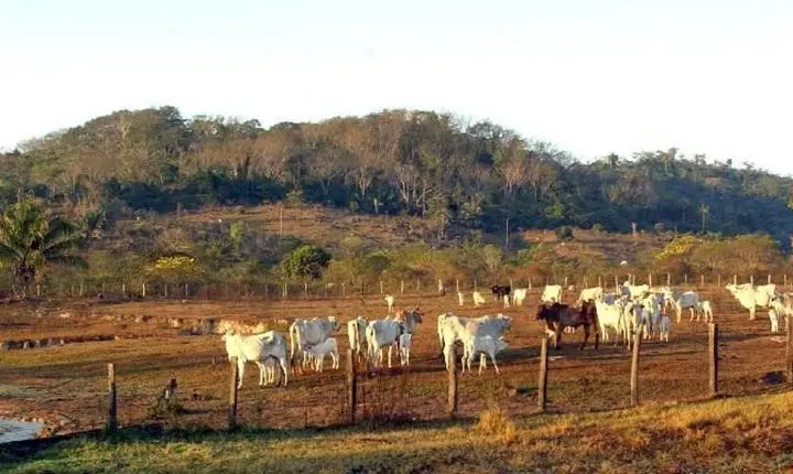 STF mantém limites para aquisição de terras por estrangeiros