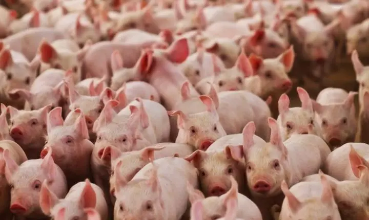 Panorama de notícias em Minas Gerais: desafios na suinocultura, avanços em saúde e educação
