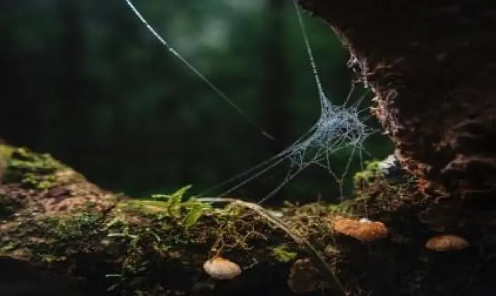 Tempestades impactam arquitetura das teias e sobrevivência de aranhas
