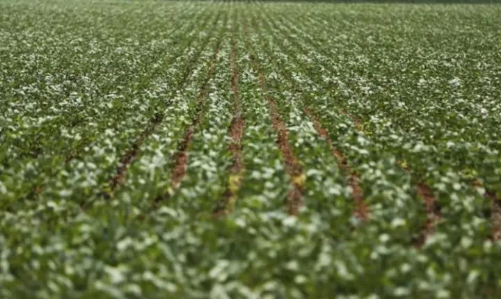 Uberaba mantém liderança do agronegócio em Minas Gerais com bilhões no VBP