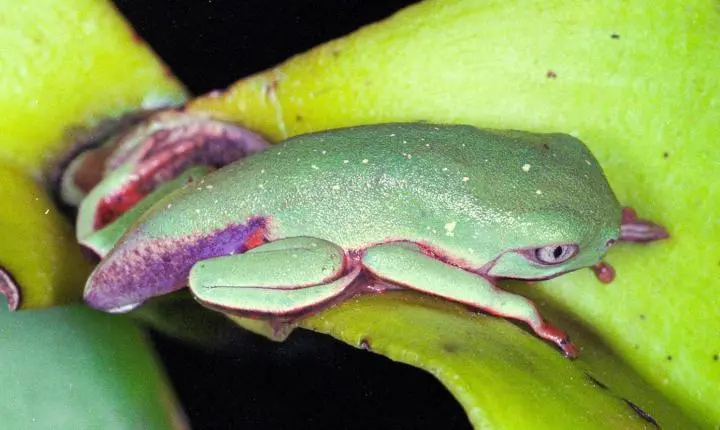 Vírus letal reduz em 83% população de pererecas em reserva da Mata Atlântica