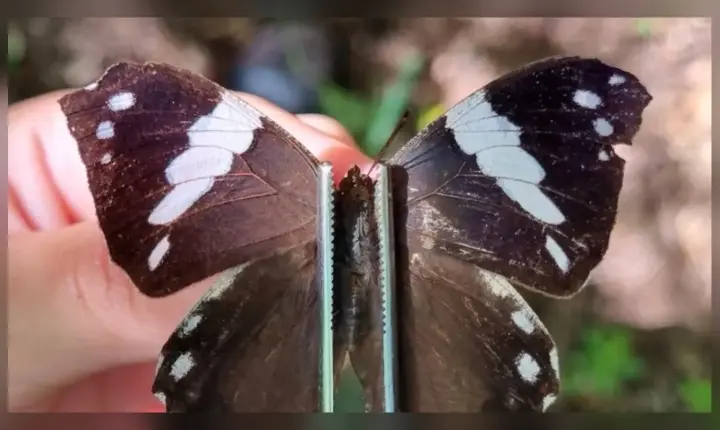 Norte do Espinhaço tem diversidade de borboletas e mariposas identificada