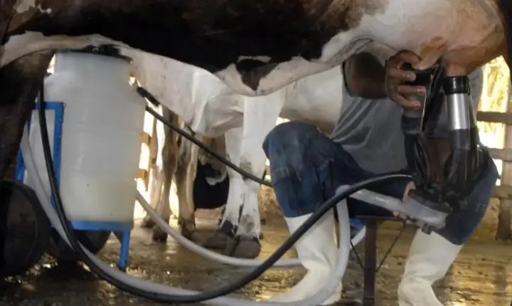 Produção de leite bate recorde no Brasil mesmo com menos vacas ordenhadas